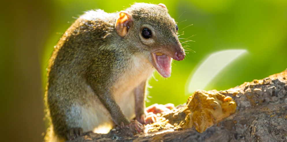 wildlife-common-treeshrew