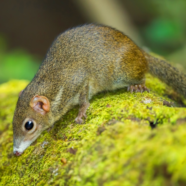 wildlife-common-treeshrew