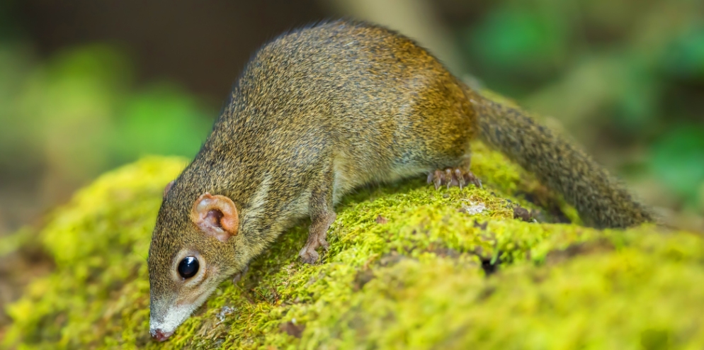 wildlife-common-treeshrew