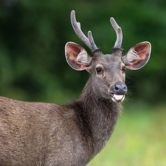 sambar-deer-indonesia