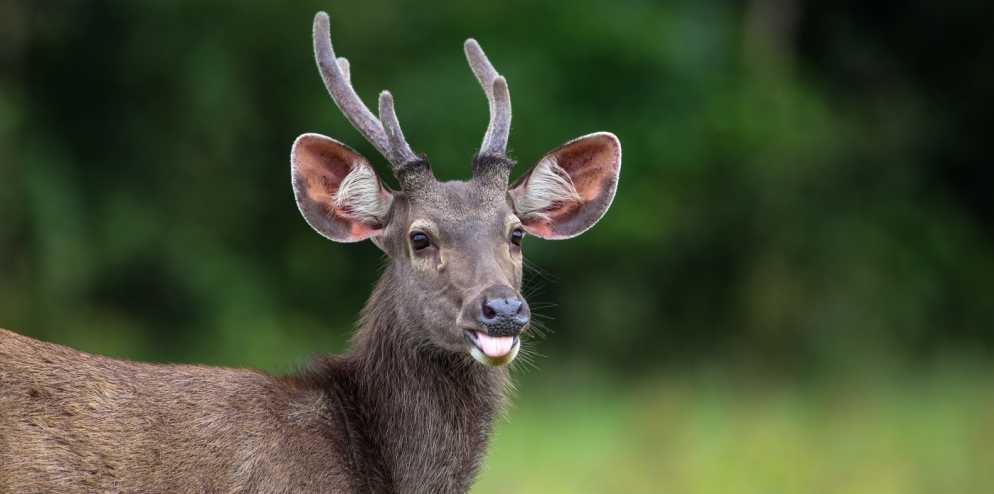 sambar-deer-indonesia