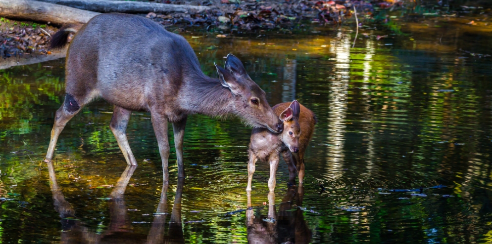 sambar-deer