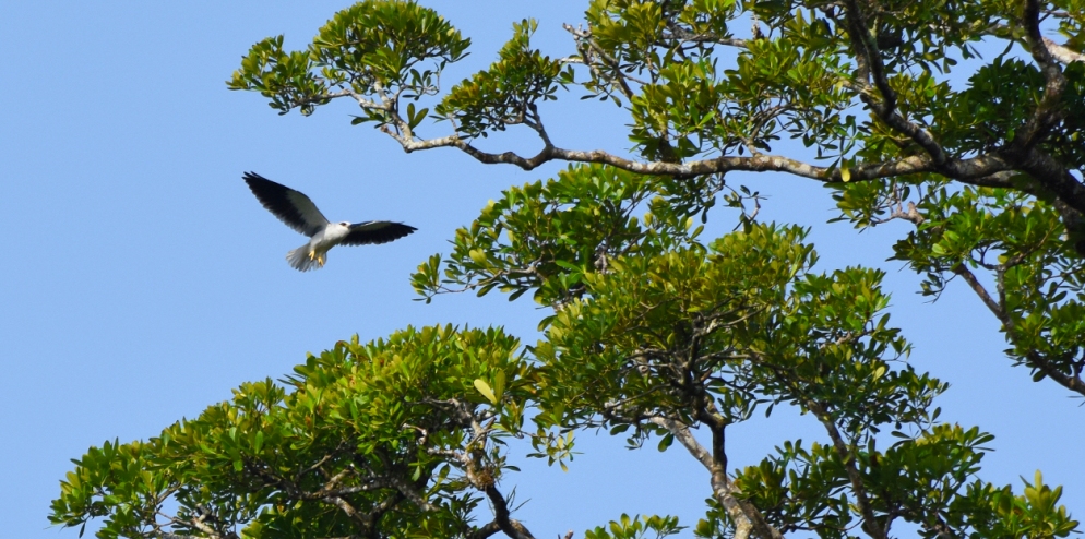 Black Winged Kite