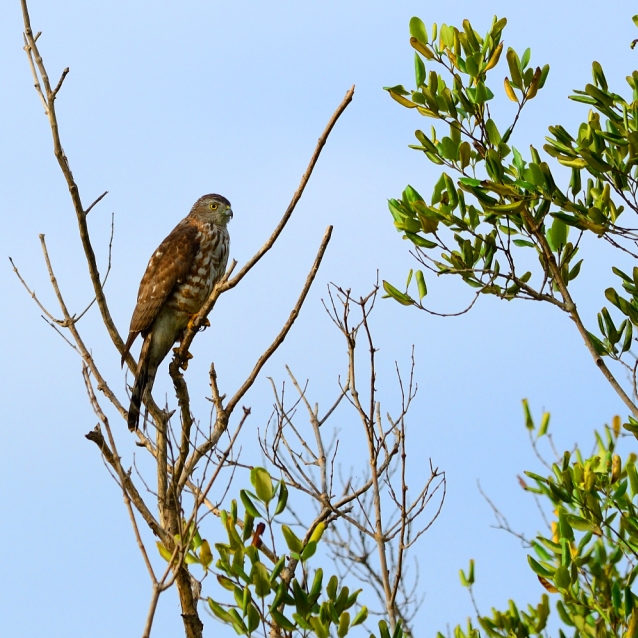 Chinese Sparrowhawk (Accipiter Soloensis)