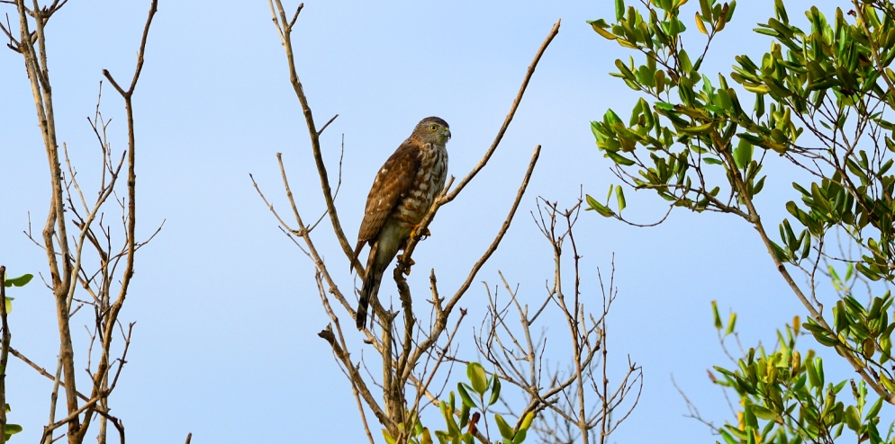 Chinese Sparrowhawk (Accipiter Soloensis)