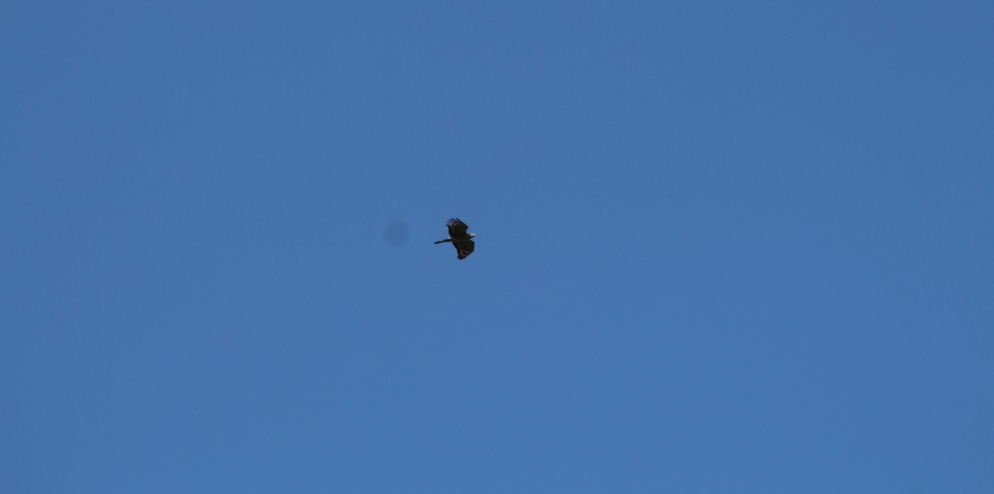 Oriental Honey Buzzard