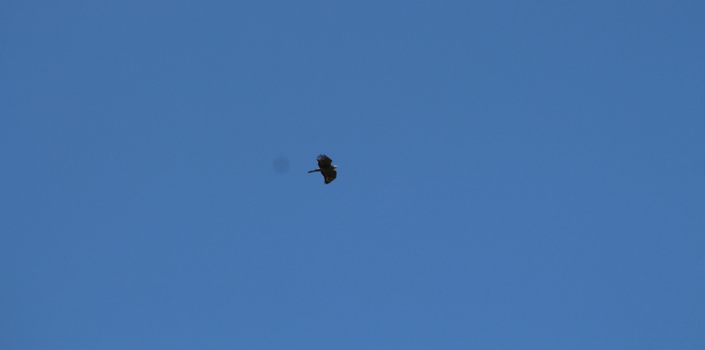 Oriental Honey Buzzard