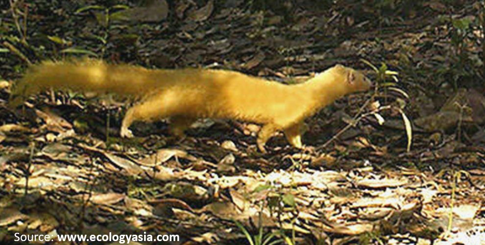 Malay weasel in Translate grinned