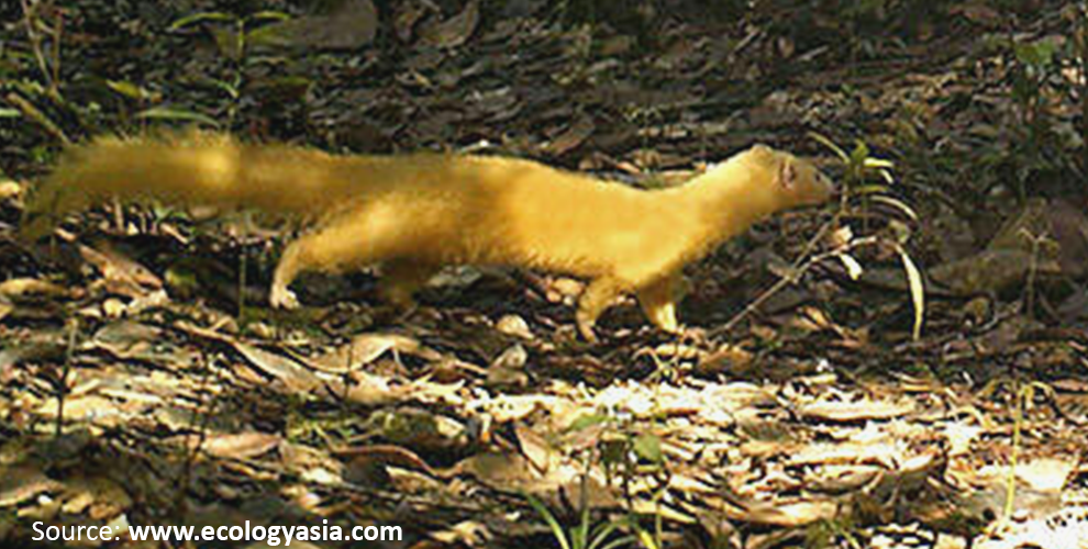 rer-malay-weasel