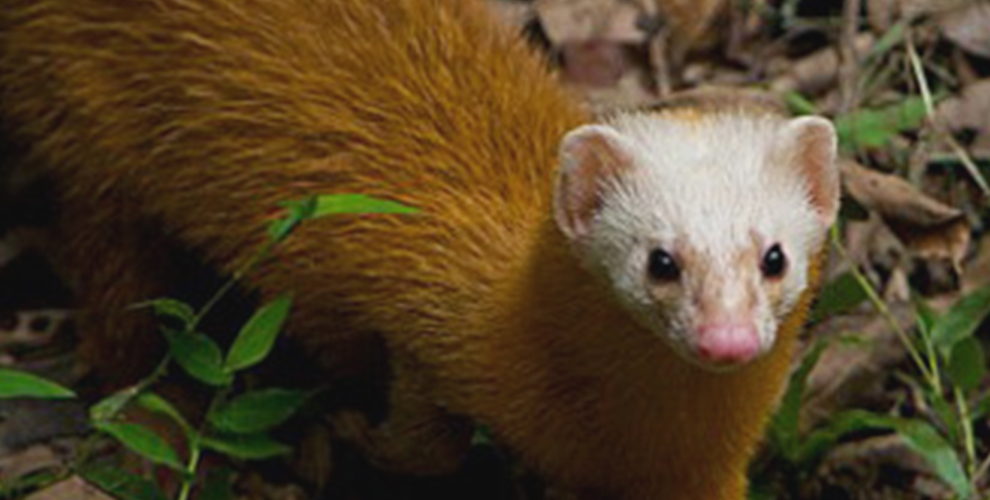 rer-malayan-weasel