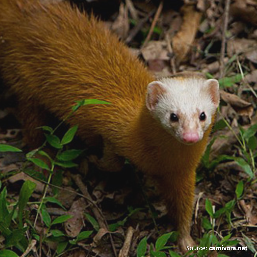 Mammal Facts: Meet the Residents of RER