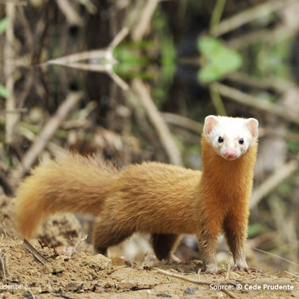 rer-the-malay-weasel