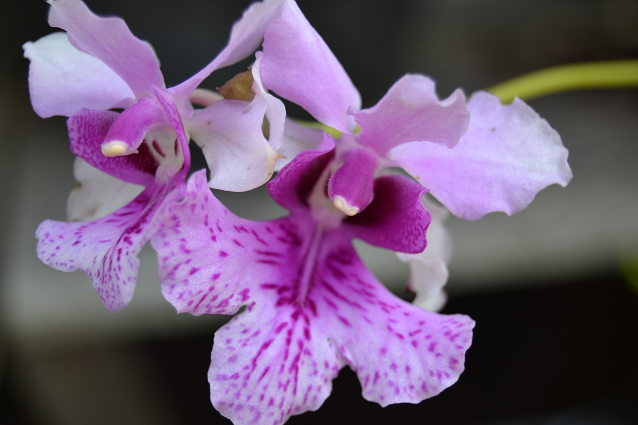 Papilionanthe hookeriana: The Swamp Orchid