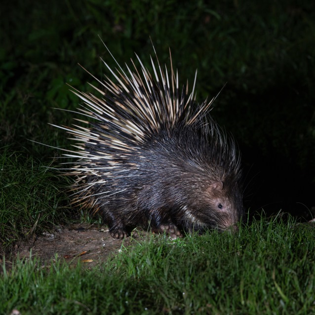 malayan-porcupine-rer.jpg