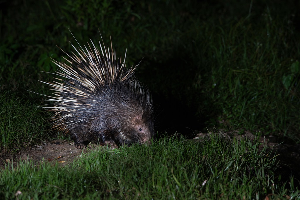 malayan-porcupine-rer.jpg