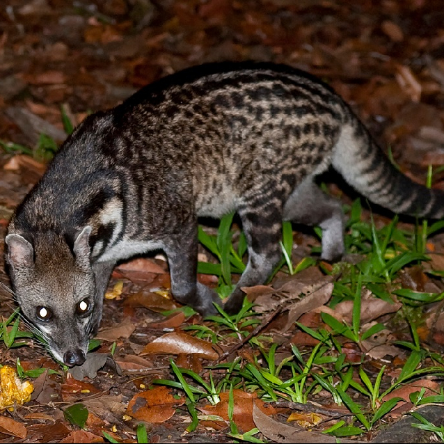 rer-malayan-civet-cat