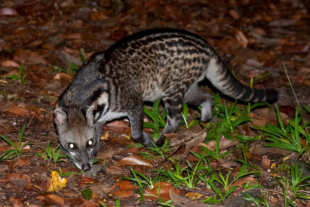 Wildlife Of Rer Malayan Civet