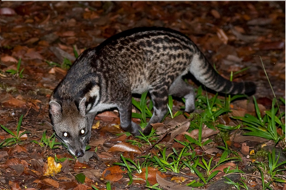 5 Main Differences Between Musang and Luwak