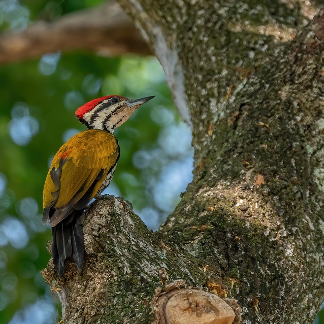 rer-woodpeckers.jpg