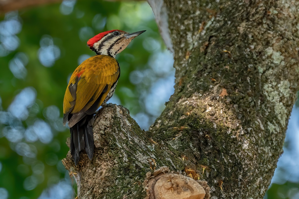 rer-woodpeckers.jpg