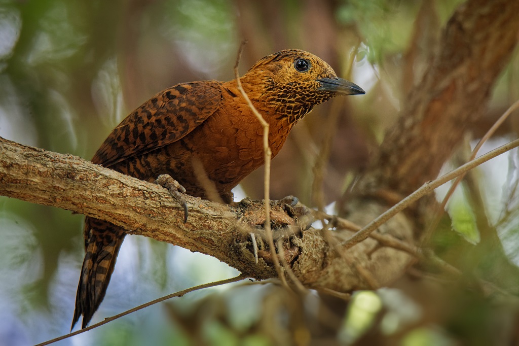 woodpecker-species-indonesia.jpg