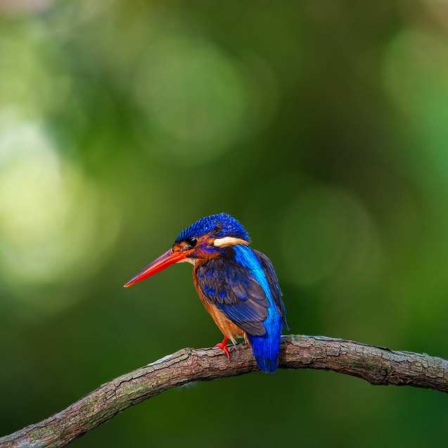 blue-eared-kingfisher- alcedo meninting