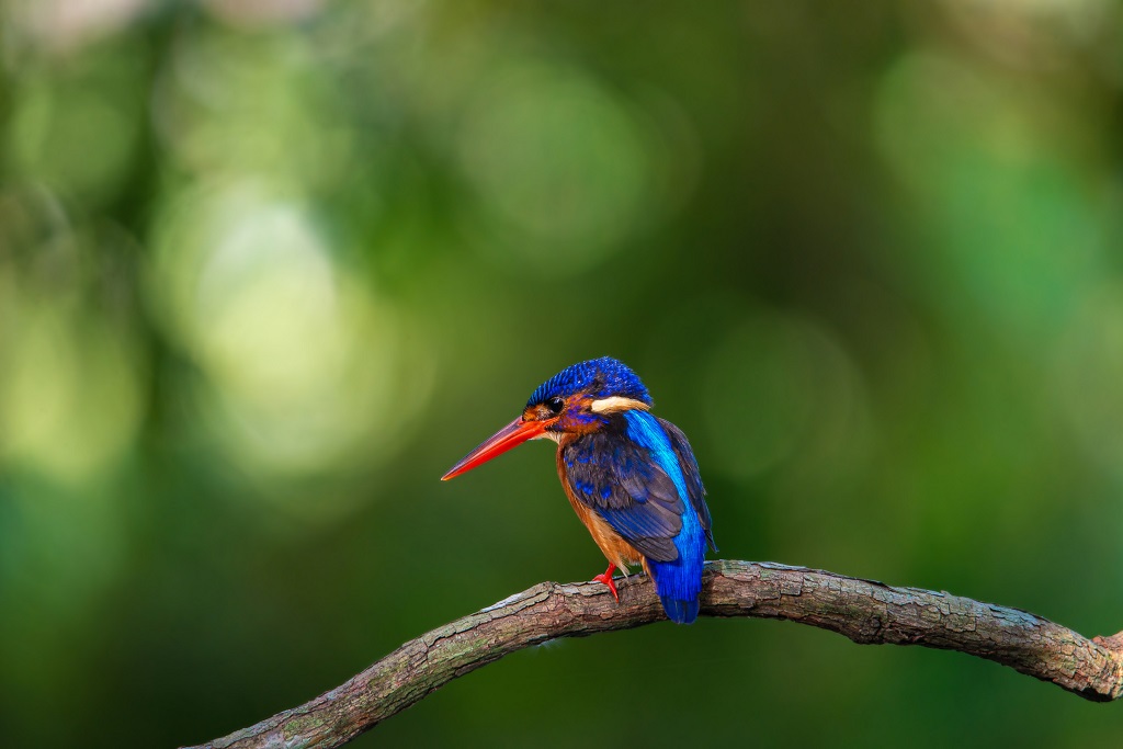 blue-eared-kingfisher- alcedo meninting