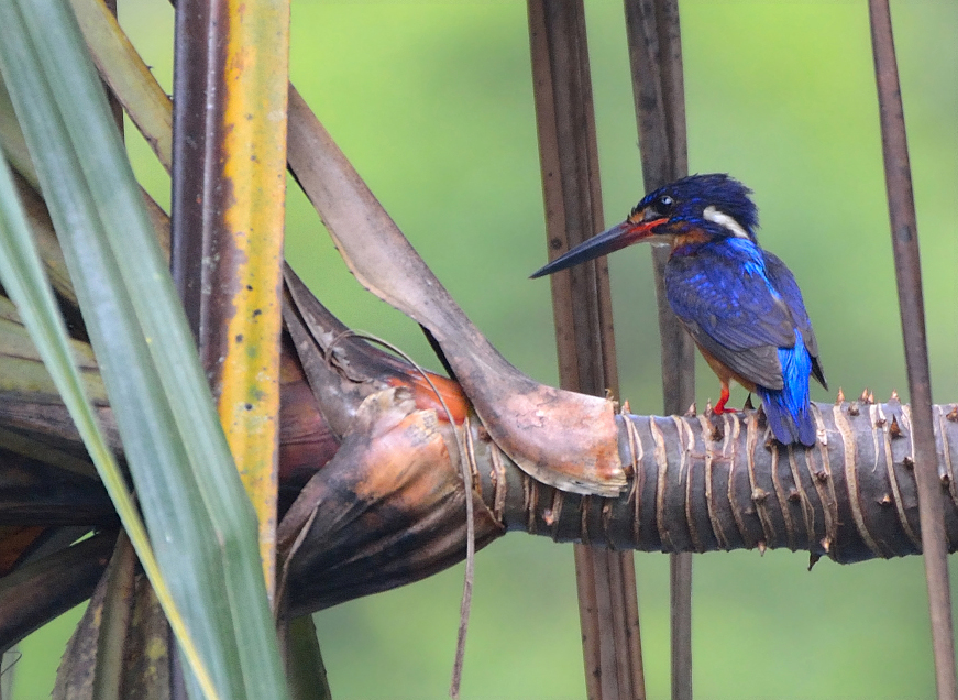 rer-blue-eared-kingfisher