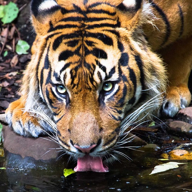 The Importance of Sumatran Tiger for RER