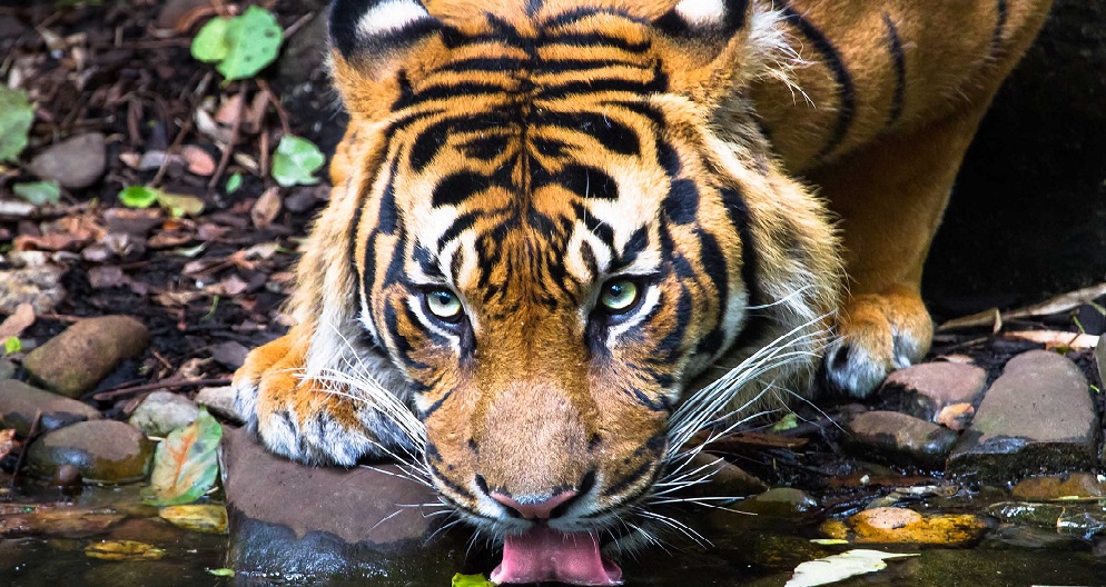 Sumatran-tiger