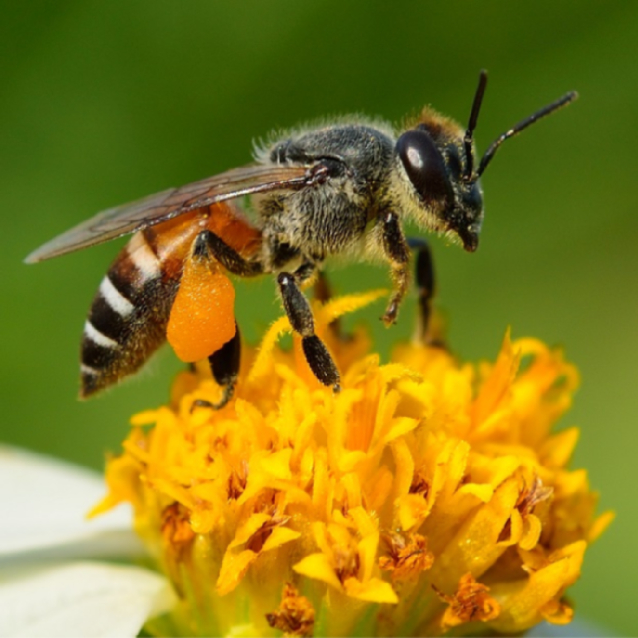 Apis dorsata, Sang Lebah Madu Pohon Sialang