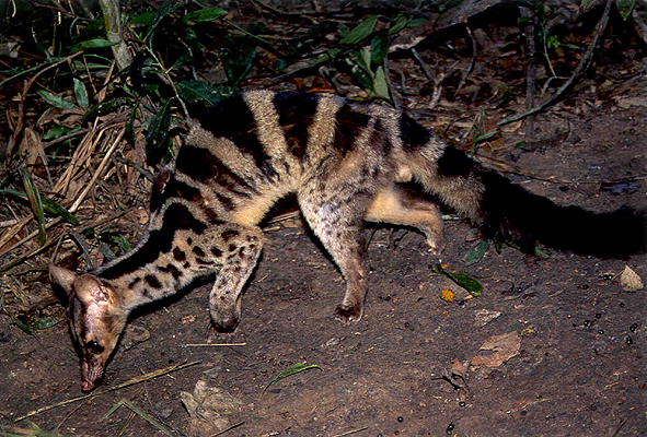 Banded Palm Civet is a rare species of civet that can be found in tropical forests of Southeast Asia, including in the Riau Ecosystem Restoration (RER) conservation area.