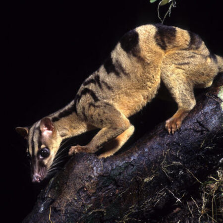 Banded Palm Civet is a rare species of civet that can be found in tropical forests of Southeast Asia, including in the Riau Ecosystem Restoration (RER) conservation area.