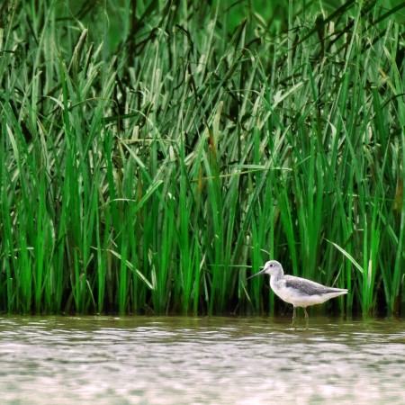 Common greenshank was sighted again after 16 years during the Asian Waterbird Census 2021 in the Kampar Peninsula.