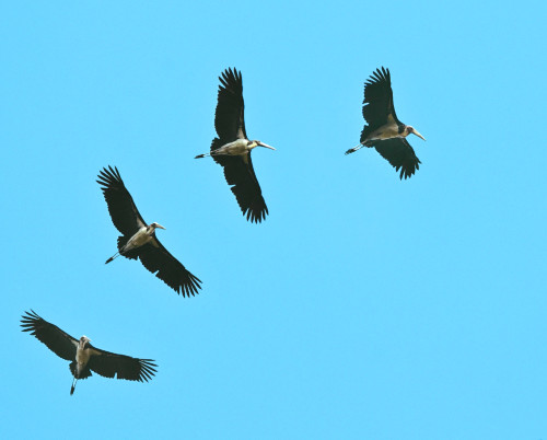 Common greenshank was sighted again after 16 years during the Asian Waterbird Census 2021 in the Kampar Peninsula.