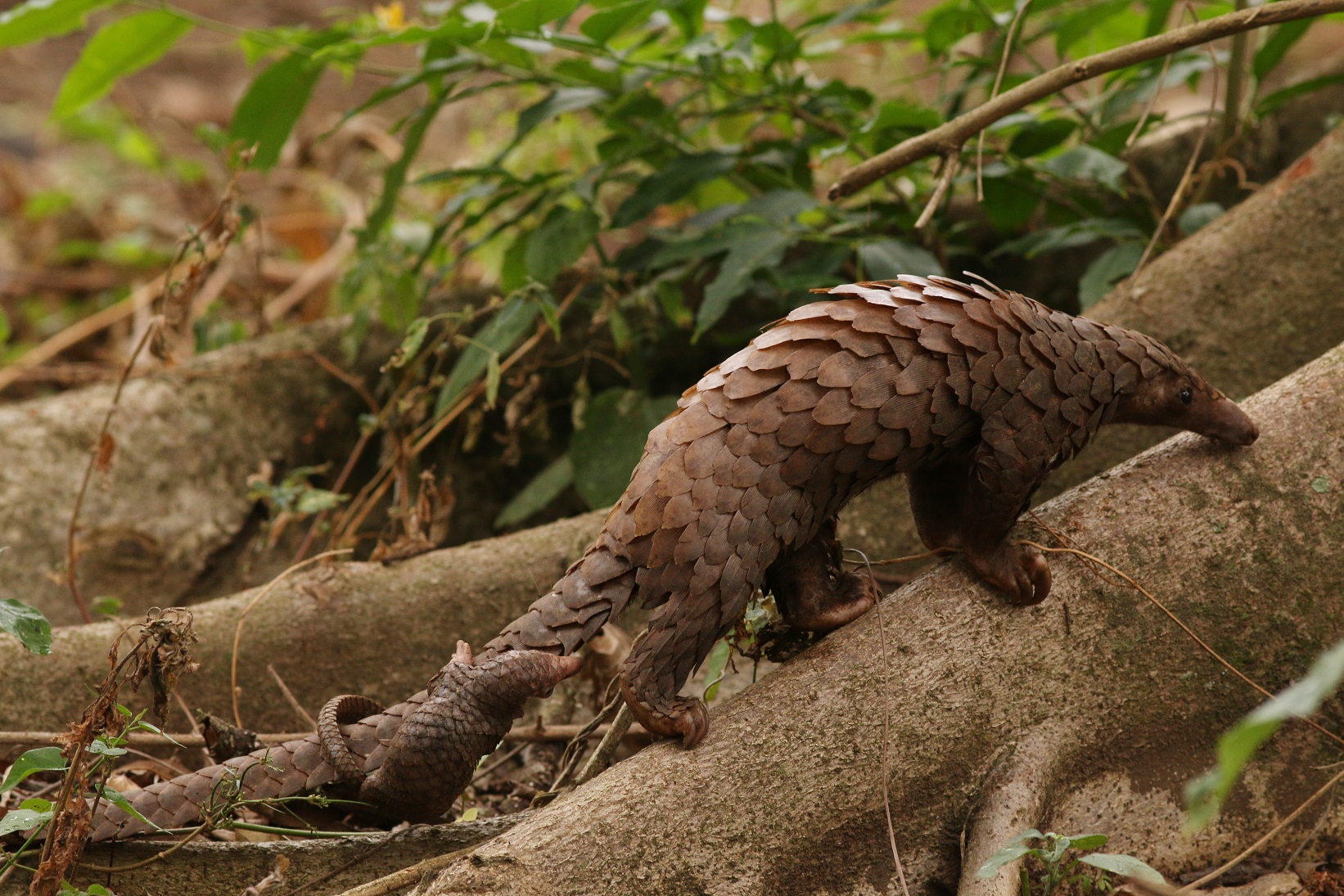 pangolin baby ride on its moter's tail