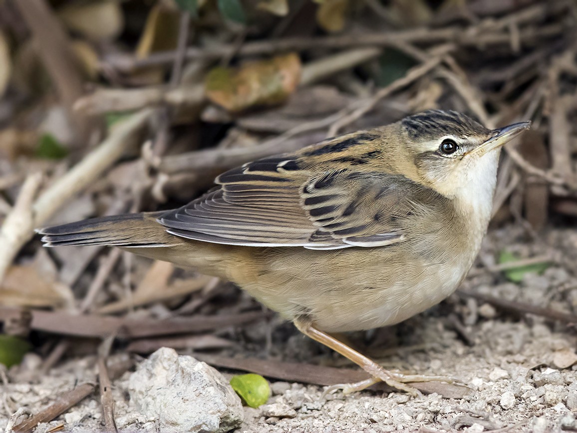 Spesies burung terbaru yang tercatat di Semenanjung Kampar, Kecici Belalang (Pallas’s Grasshopper-warbler). Sumber e-Bird