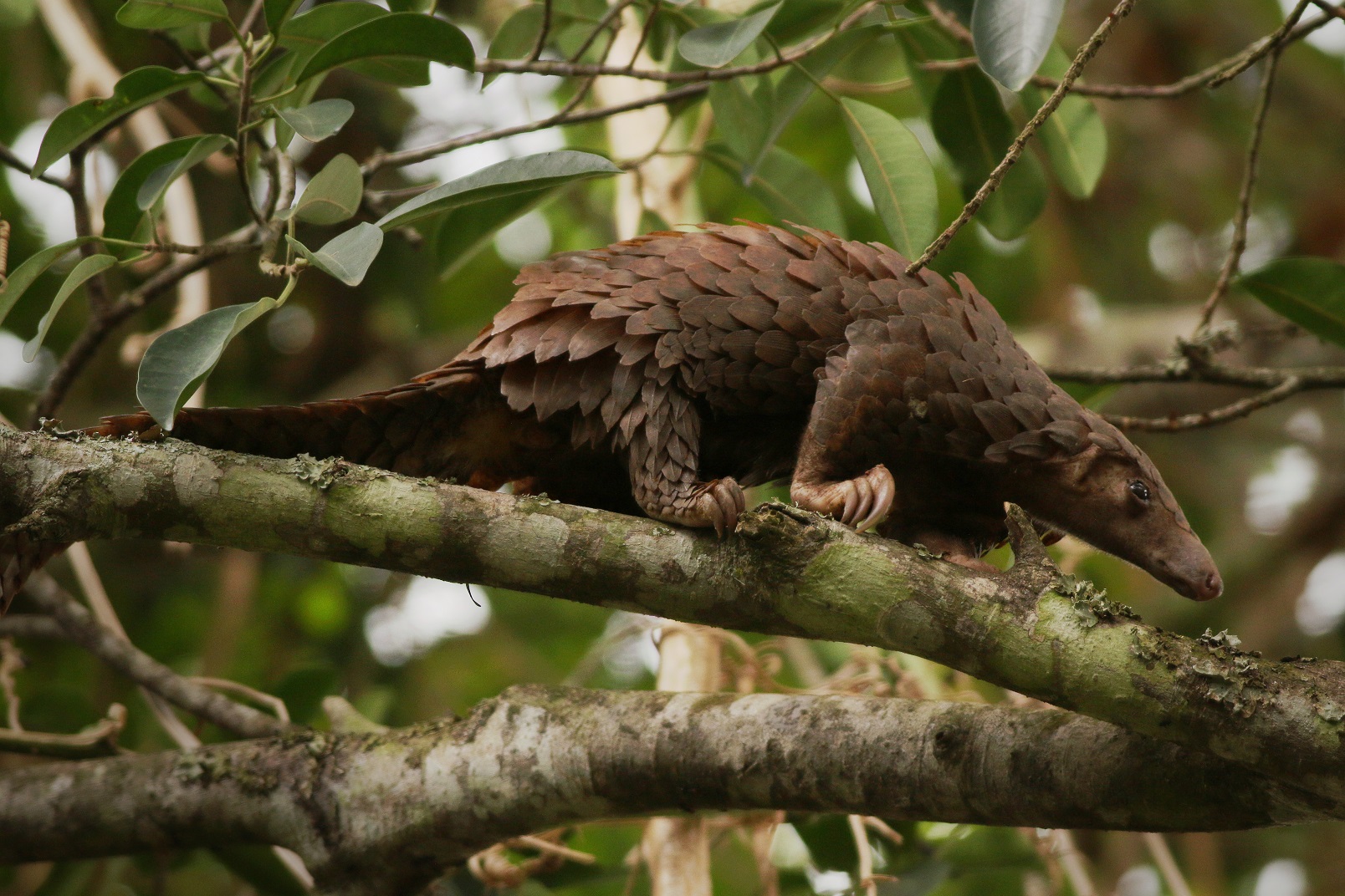 Alphys as a pangolin