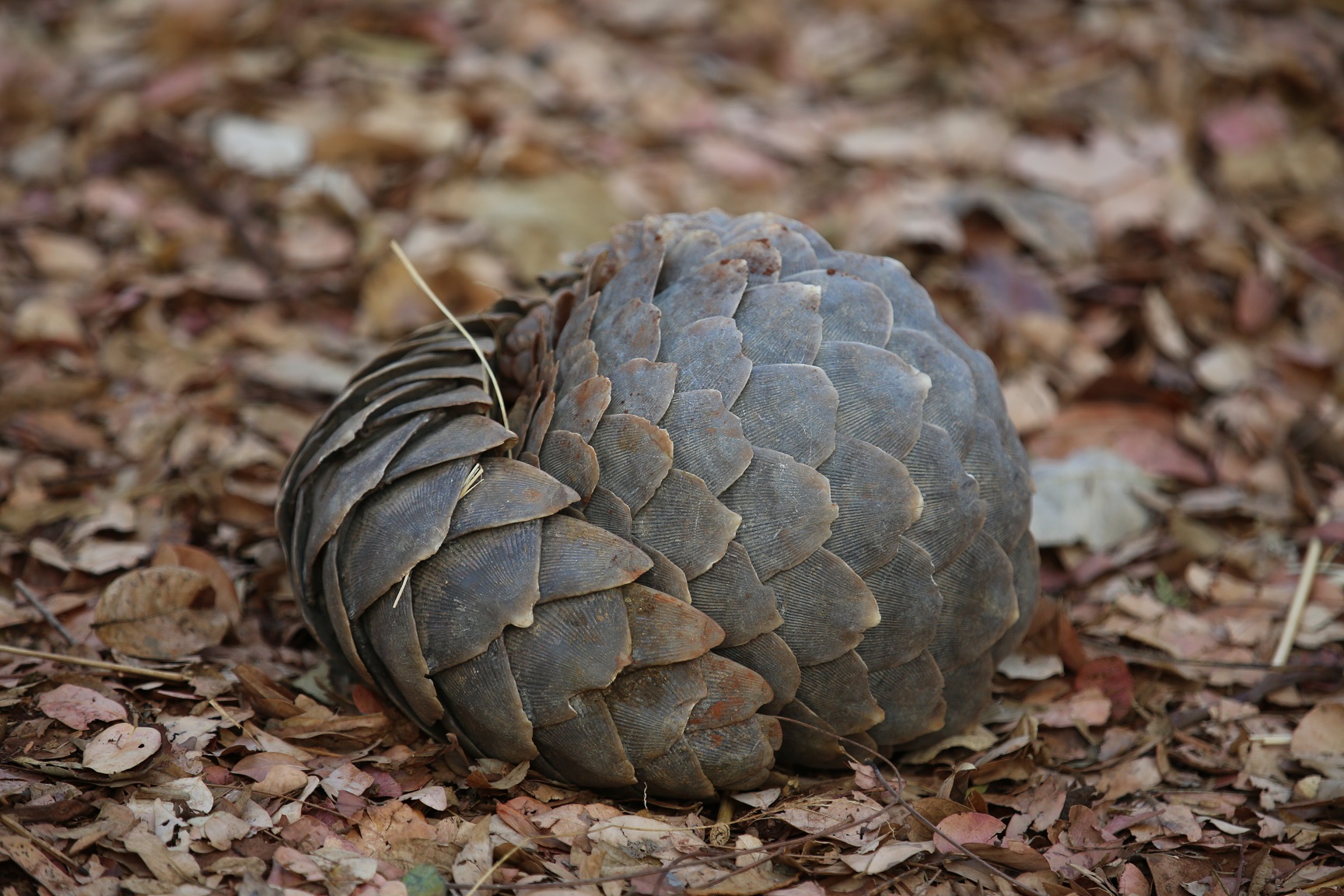 Pangolin berasal dari kata penggulung