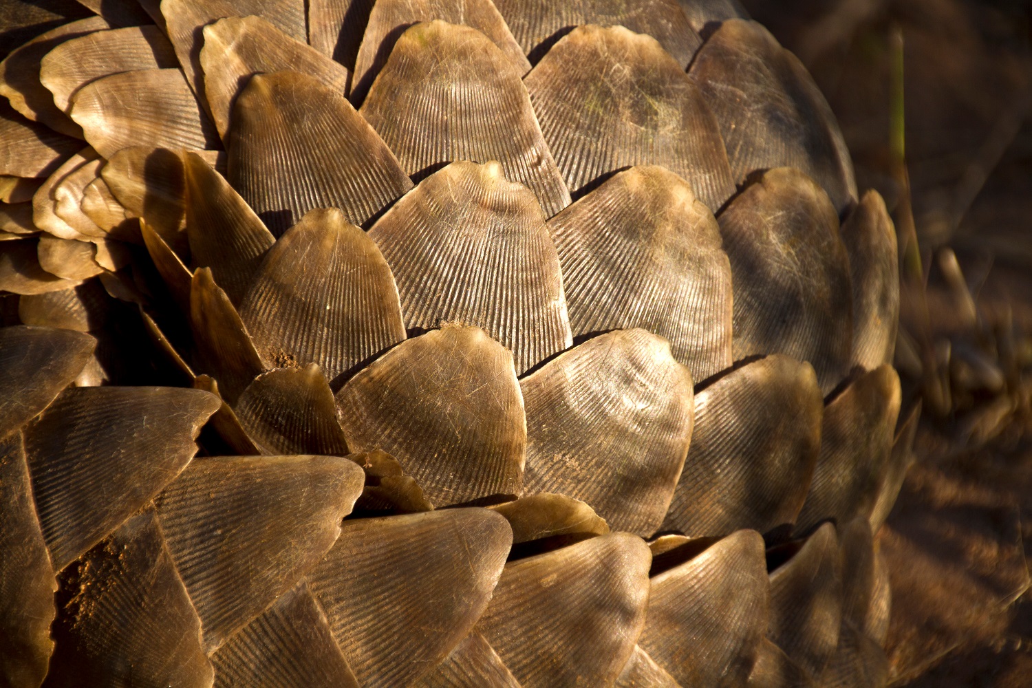 pangolin scales are like human nails