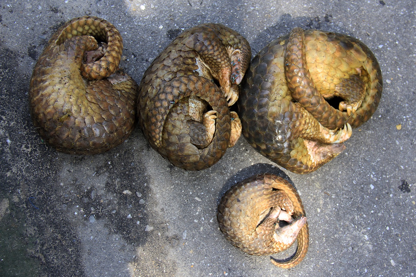 pangolin most trafficked animal in the world