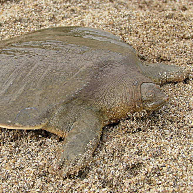 Wildlife of RER: Giant Softshell Turtle