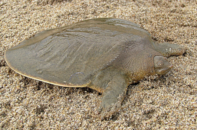 Bulus Raksasa (Pelochelys cantorii)