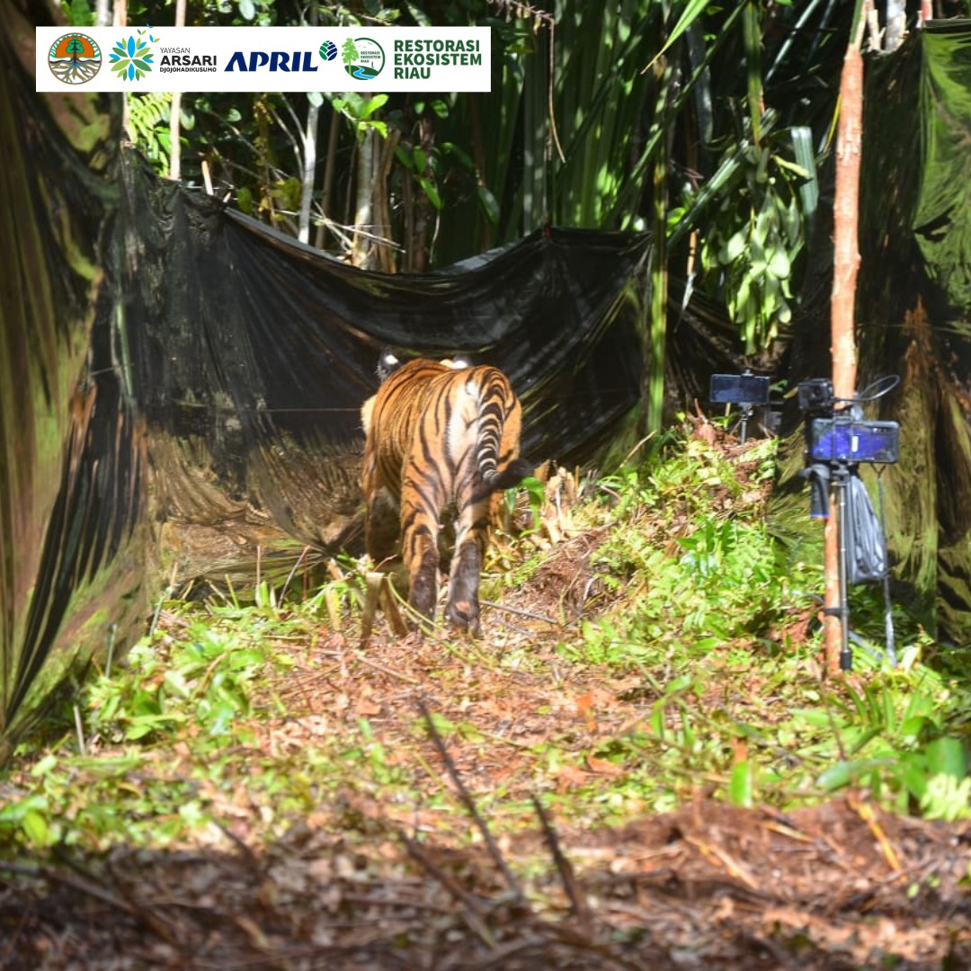 Segera setelah pemasangan kalung, kami baru menyadari tidak ada transmisi sinyal yang keluar dari kandang Corina saat hendak mengubah pengaturan. Kami dihadapkan pada dua kemungkinan: kandang yang terbuat dari logam mengganggu transmisi sinyal kalung GPS atau kalung GPS tersebut mengalami kerusakan. Membius kembali Corina dan mengganti kalung GPS dengan unit cadangan tidak memungkinkan karena resiko kesehatan yang cukup tinggi. Selain itu, sulit untuk menunda waktu pelepasliaran yang hanya tinggal tiga hari lagi. Oleh karena itu setelah terus berpikir sampai larut malam dan konsultasi dengan tim dokter hewan dan software engineer, kami memutuskan untuk menguji kemungkinan pertama dengan meletakkan kalung GPS cadangan di ruang pertama kandang habituasi Corina. Setelah mengaturnya untuk mengirimkan sinyal dengan interval 30 menit selama semalaman, kami menyadari bahwa transmisi kalung GPS sangat buruk. Mengingat kalung GPS Corina diatur untuk mengirimkan sinyal setiap 6 jam, hal ini berarti kami hanya akan menerima empat transmisi per hari. Kami semua sepakat bahwa mengingat kondisi saat ini dan tantangan yang ada, kami akan mengikuti waktu pelepasliaran yang sudah ditetapkan sebelumnya dan berharap mendapatkan transmisi sinyal segera setelah Corina dilepasliarkan. Proses pelepasliaran dilakukan dengan menggunakan mekanisme katrol, dimana sebuah gerbang logam akan ditarik ke atas oleh tali katrol sehingga Corina bisa keluar dari kandang habituasinya. Prosesi pelepasliaran Corina yang dipimpin oleh Bapak Ir. Wiratno, M.Sc. selaku Direktur Jenderal Konservasi Sumber Daya Alam dan Ekosistem, Kementerian Lingkungan Hidup dan Kehutanan RI (KLHK-RI) bersama dengan pimpinan Balai Besar Konservasi Sumber Daya Alam Riau (BBKSDA Riau), Yayasan Arsari Djojohadikusumo, Pusat Rehabilitasi Harimau Sumatra Dharmasraya (PR-HSD), Grup APRIL dan Restorasi Ekosistem Riau dilakukan secara bersama-sama dengan menarik tali sehingga gerbang kandang Corina terbuka.