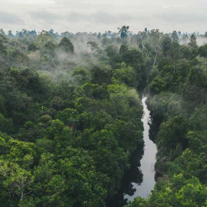 Selamat Hari Hutan Internasional, Ayo Pulihkan Hutan!