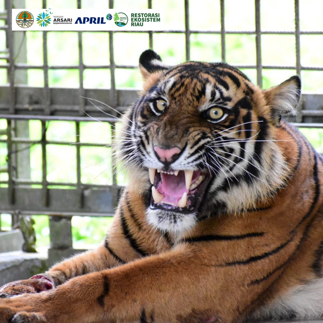 Harimau Corina di Pusat Rehabilitasi Harimau Sumatra Dharmasraya (PR-HSD), Sumatra Barat