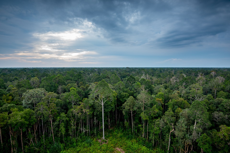 Hutan Restorasi Ekosistem Riau di provinsi Riau