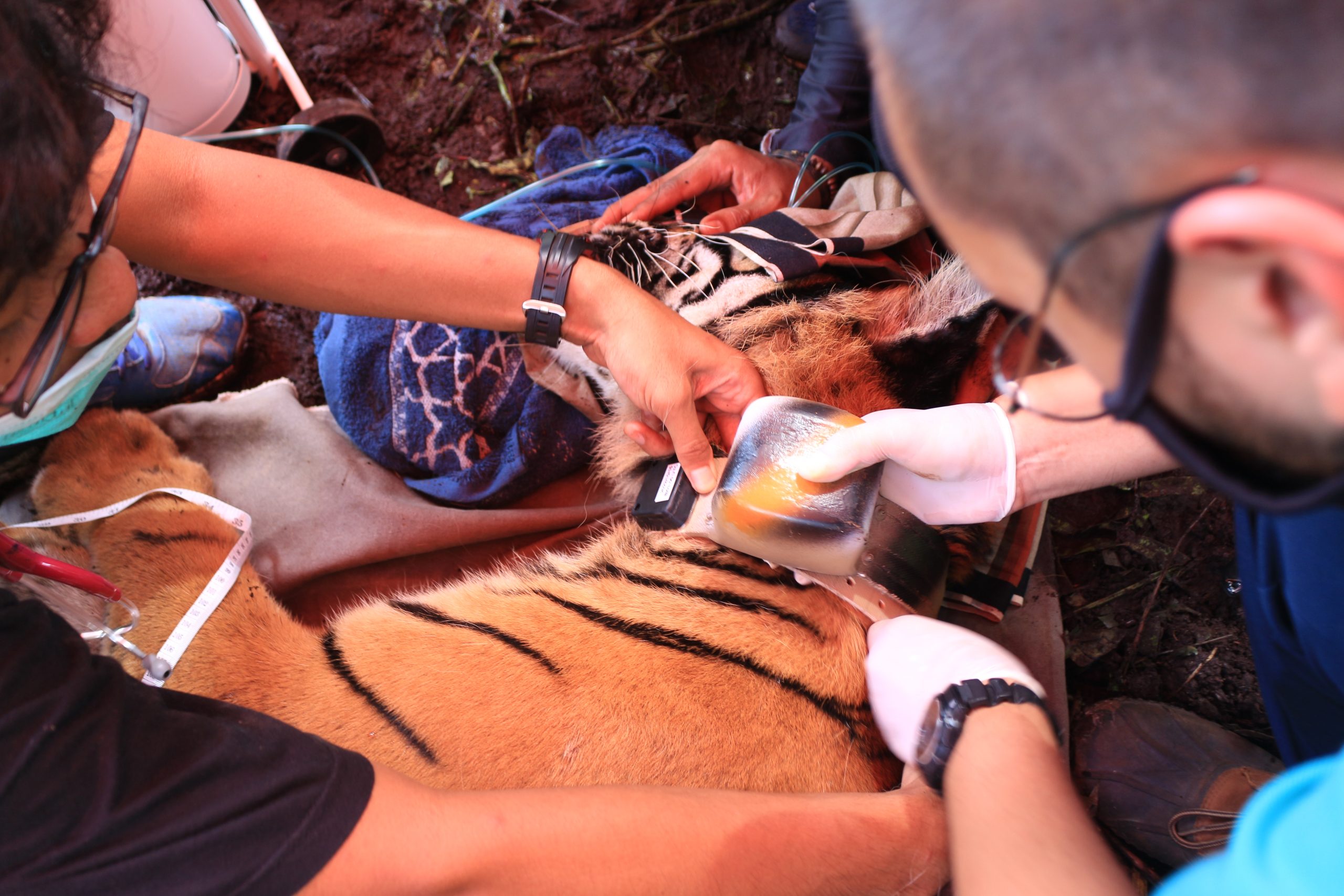 Process of attaching the GPS Collar to corina