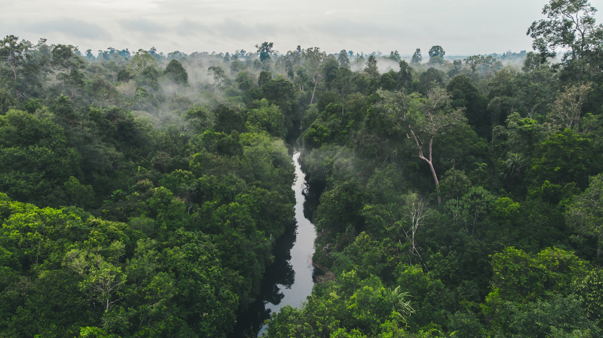 RIAU ECOSYSTEM RESTORATION FOREST ON THE KAMPAR PENINSULA