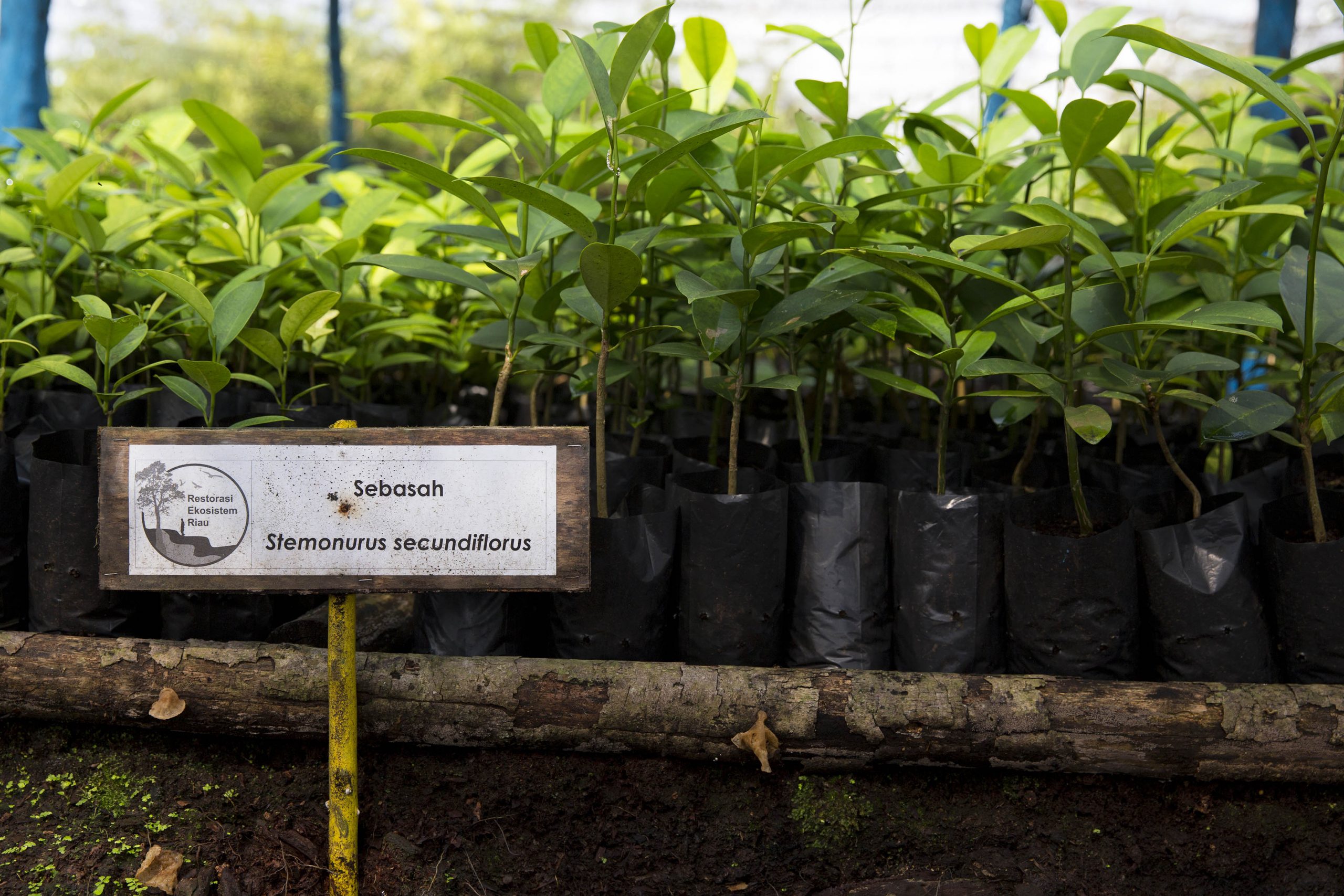 RER’s tree nurseries are an essential step to initiating the forest restoration process and bringing them back to life for future generations